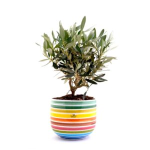 Olivenbaum-Bonsai